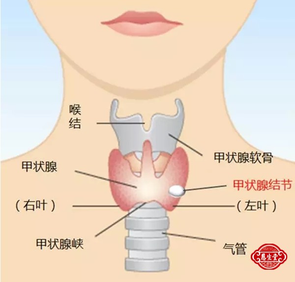 甲状腺 (1)01.jpg